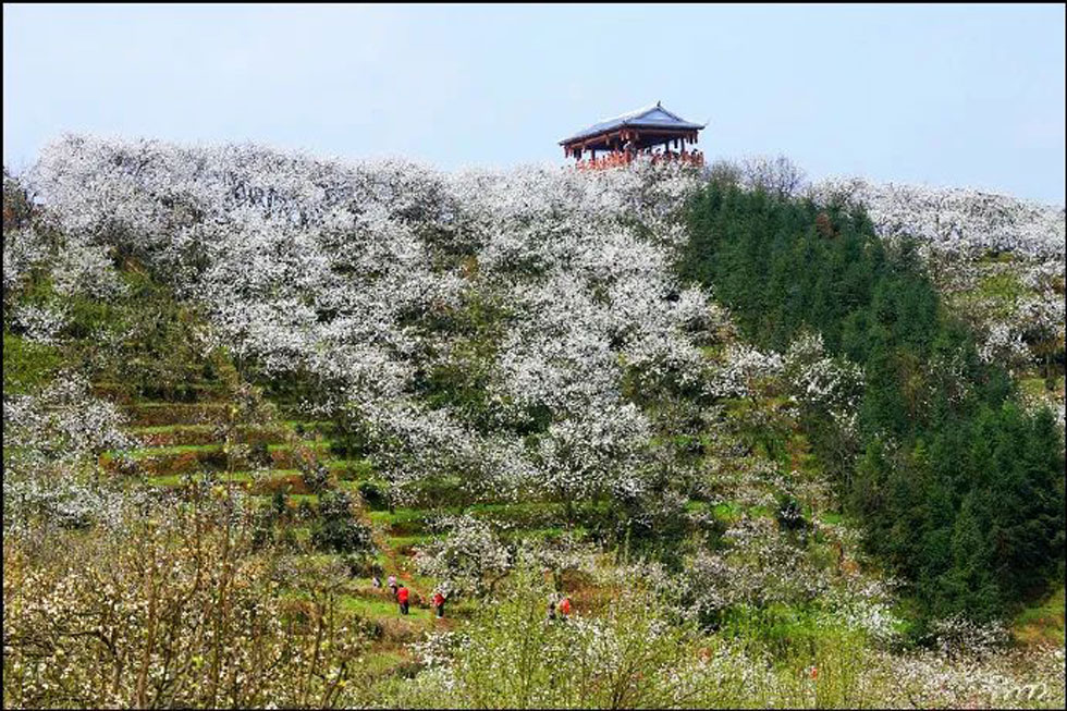【春天，广西桂林灌阳县向您发出邀请！】我们在灌阳看梨花 - 游山玩水 - 衡水生活社区 - 衡水28生活网 hs.28life.net