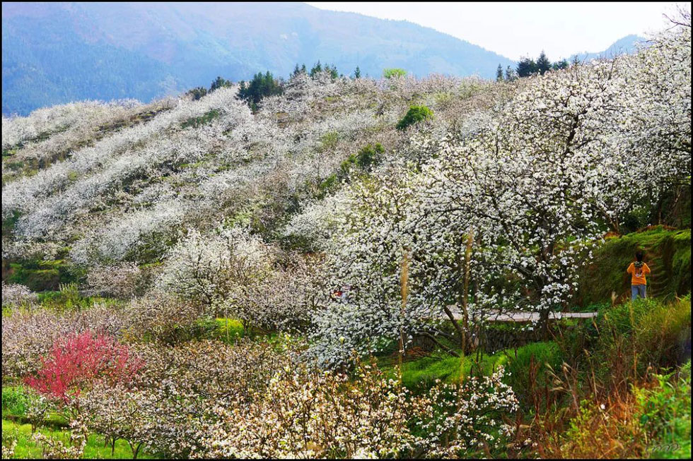 【春天，广西桂林灌阳县向您发出邀请！】我们在灌阳看梨花 - 游山玩水 - 衡水生活社区 - 衡水28生活网 hs.28life.net