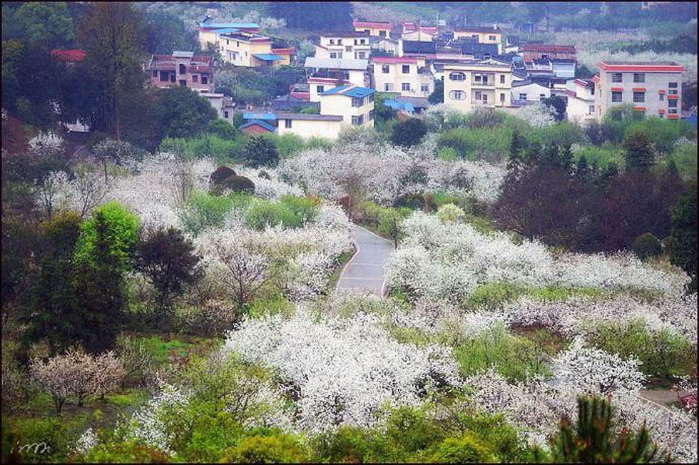【春天，广西桂林灌阳县向您发出邀请！】我们在灌阳看梨花 - 游山玩水 - 衡水生活社区 - 衡水28生活网 hs.28life.net