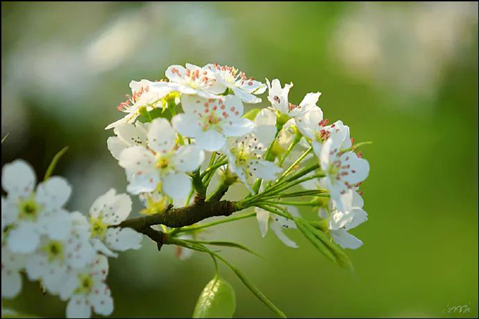 【春天，广西桂林灌阳县向您发出邀请！】我们在灌阳看梨花 - 游山玩水 - 衡水生活社区 - 衡水28生活网 hs.28life.net