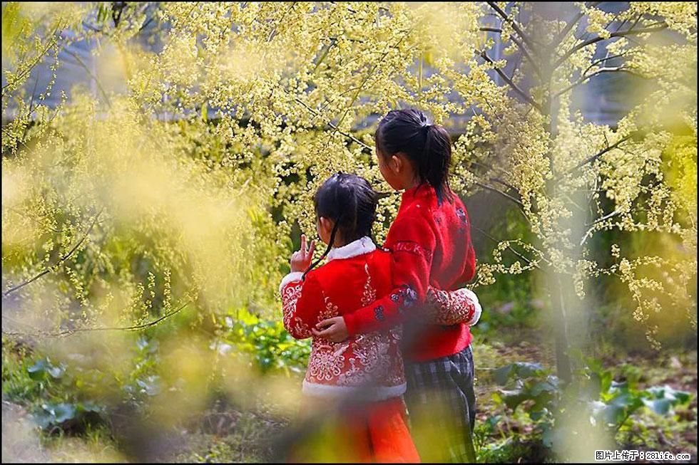【春天，广西桂林灌阳县向您发出邀请！】米珠山前有片山苍子花在飘香 - 游山玩水 - 衡水生活社区 - 衡水28生活网 hs.28life.net