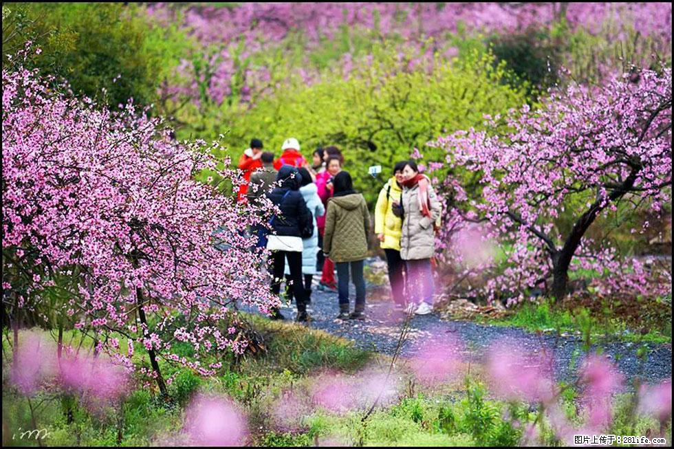 【春天，广西桂林灌阳县向您发出邀请！】官庄村有个醉美的桃花园 - 游山玩水 - 衡水生活社区 - 衡水28生活网 hs.28life.net