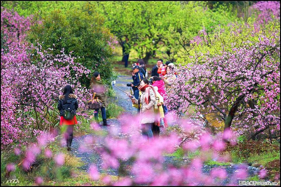 【春天，广西桂林灌阳县向您发出邀请！】官庄村有个醉美的桃花园 - 游山玩水 - 衡水生活社区 - 衡水28生活网 hs.28life.net
