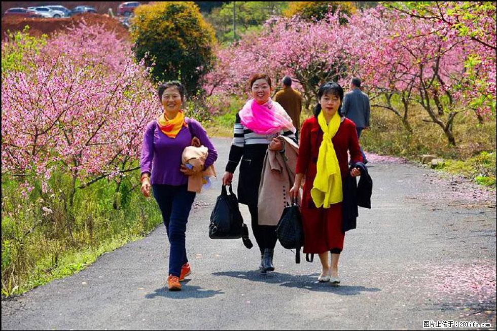 【春天，广西桂林灌阳县向您发出邀请！】官庄村有个醉美的桃花园 - 游山玩水 - 衡水生活社区 - 衡水28生活网 hs.28life.net
