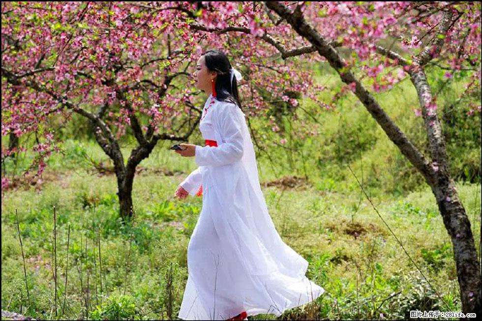 【春天，广西桂林灌阳县向您发出邀请！】官庄村有个醉美的桃花园 - 游山玩水 - 衡水生活社区 - 衡水28生活网 hs.28life.net