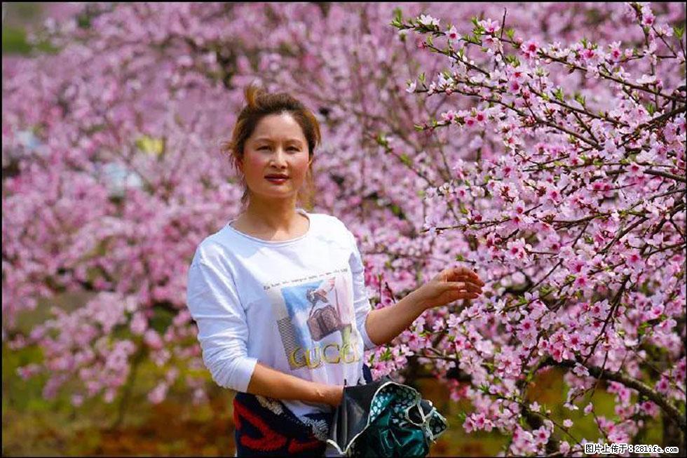 【春天，广西桂林灌阳县向您发出邀请！】官庄村有个醉美的桃花园 - 游山玩水 - 衡水生活社区 - 衡水28生活网 hs.28life.net