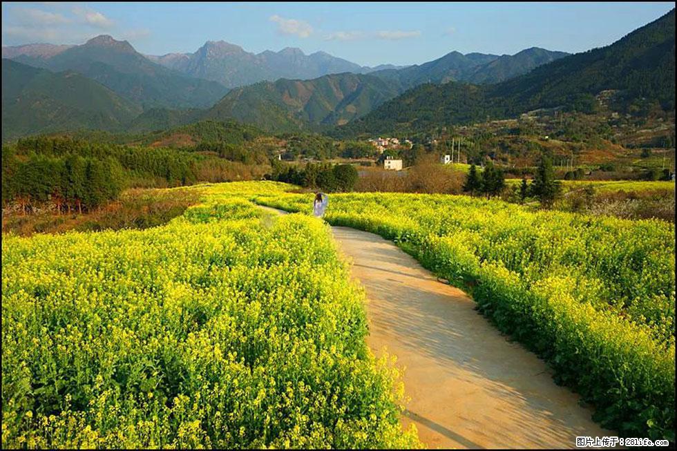 【春天，广西桂林灌阳县向您发出邀请！】长坪村油菜盛情花开 - 游山玩水 - 衡水生活社区 - 衡水28生活网 hs.28life.net
