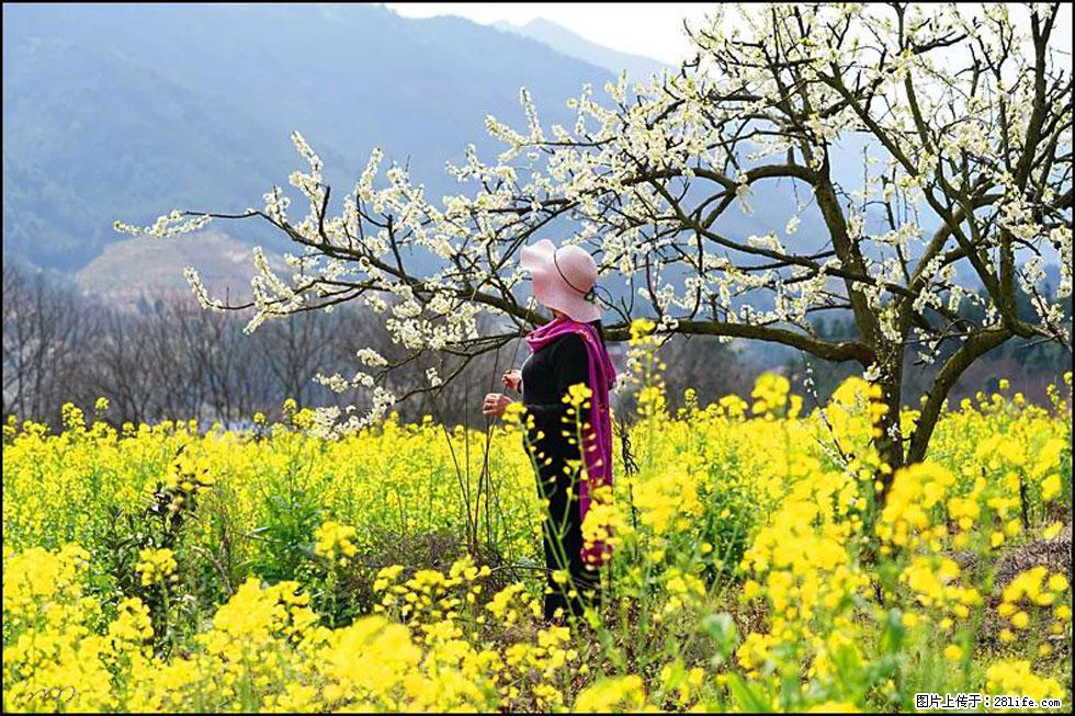 【春天，广西桂林灌阳县向您发出邀请！】长坪村油菜盛情花开 - 游山玩水 - 衡水生活社区 - 衡水28生活网 hs.28life.net