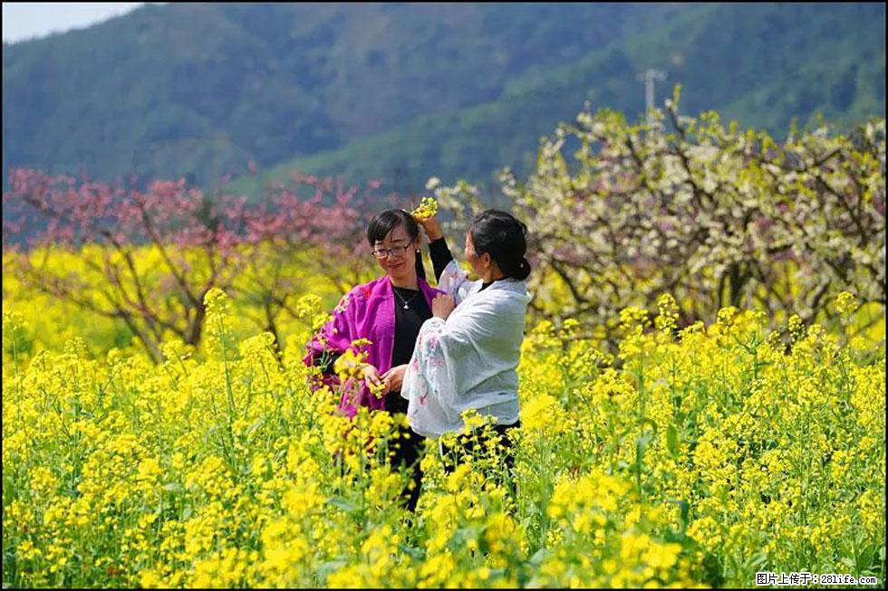 【春天，广西桂林灌阳县向您发出邀请！】长坪村油菜盛情花开 - 游山玩水 - 衡水生活社区 - 衡水28生活网 hs.28life.net