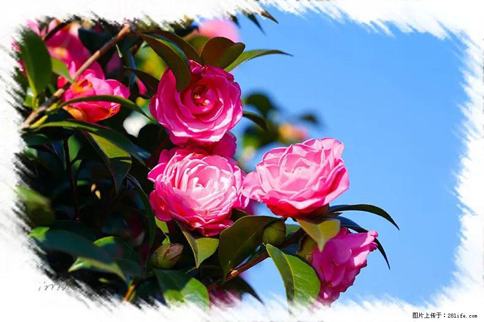 【春天，广西桂林灌阳县向您发出邀请！】杨柳井茶花惹人爱 - 游山玩水 - 衡水生活社区 - 衡水28生活网 hs.28life.net