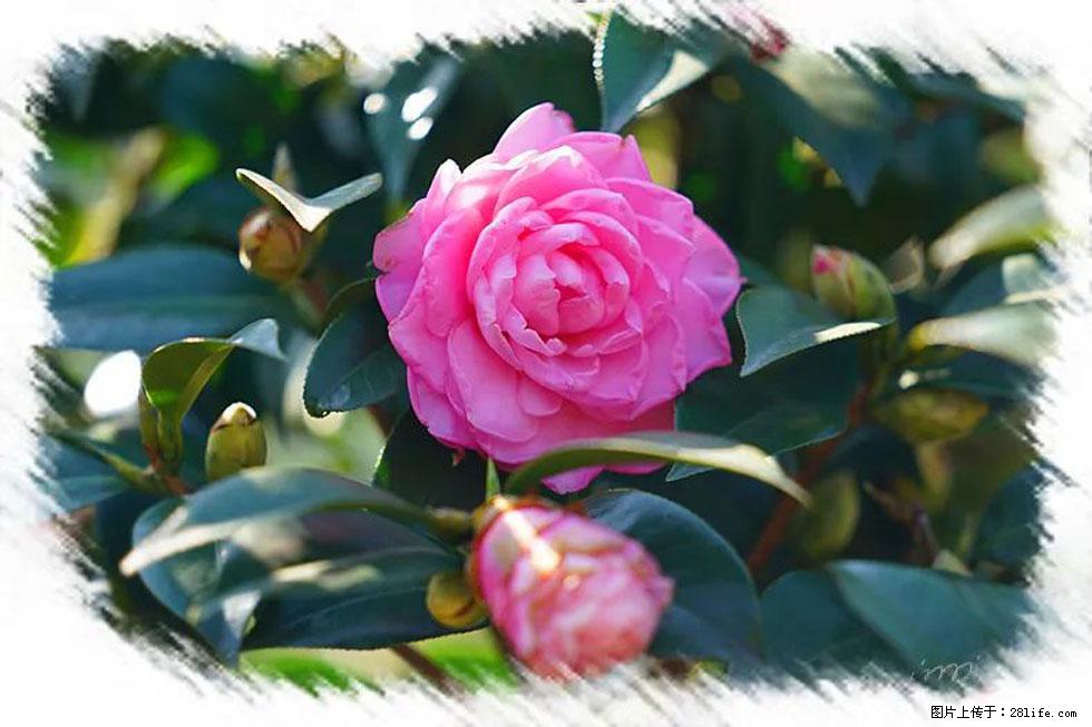 【春天，广西桂林灌阳县向您发出邀请！】杨柳井茶花惹人爱 - 游山玩水 - 衡水生活社区 - 衡水28生活网 hs.28life.net