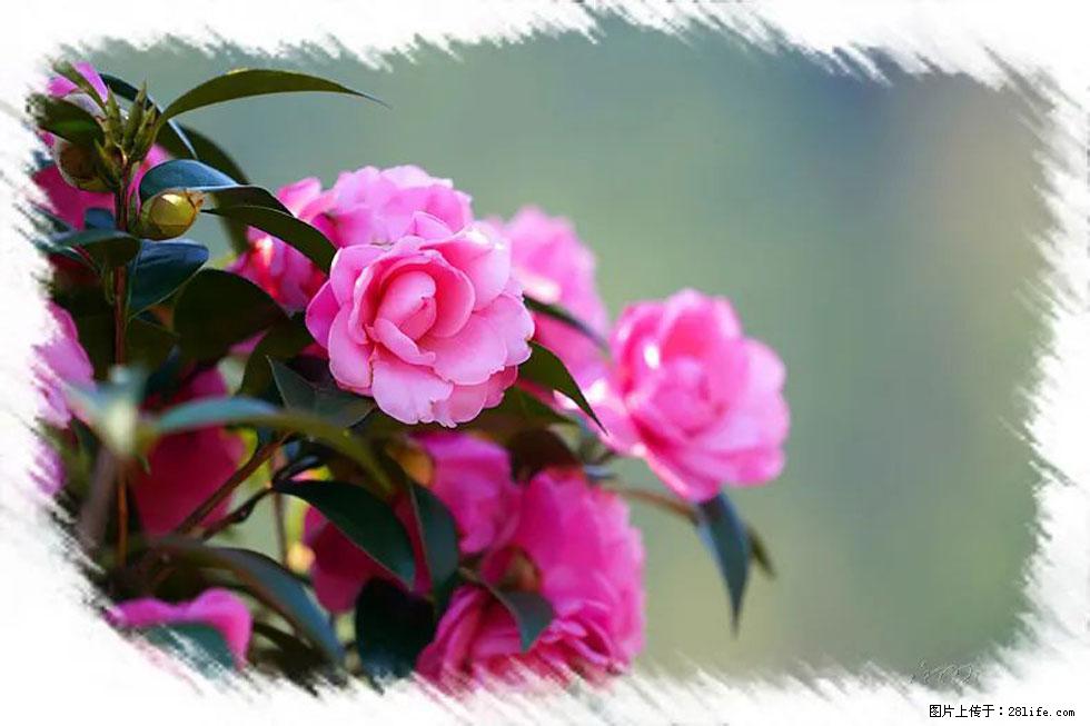 【春天，广西桂林灌阳县向您发出邀请！】杨柳井茶花惹人爱 - 游山玩水 - 衡水生活社区 - 衡水28生活网 hs.28life.net