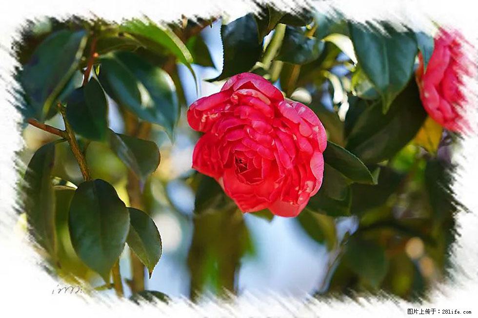 【春天，广西桂林灌阳县向您发出邀请！】杨柳井茶花惹人爱 - 游山玩水 - 衡水生活社区 - 衡水28生活网 hs.28life.net