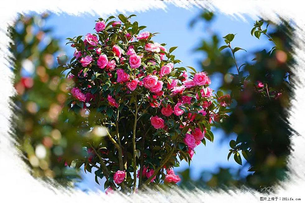 【春天，广西桂林灌阳县向您发出邀请！】杨柳井茶花惹人爱 - 游山玩水 - 衡水生活社区 - 衡水28生活网 hs.28life.net