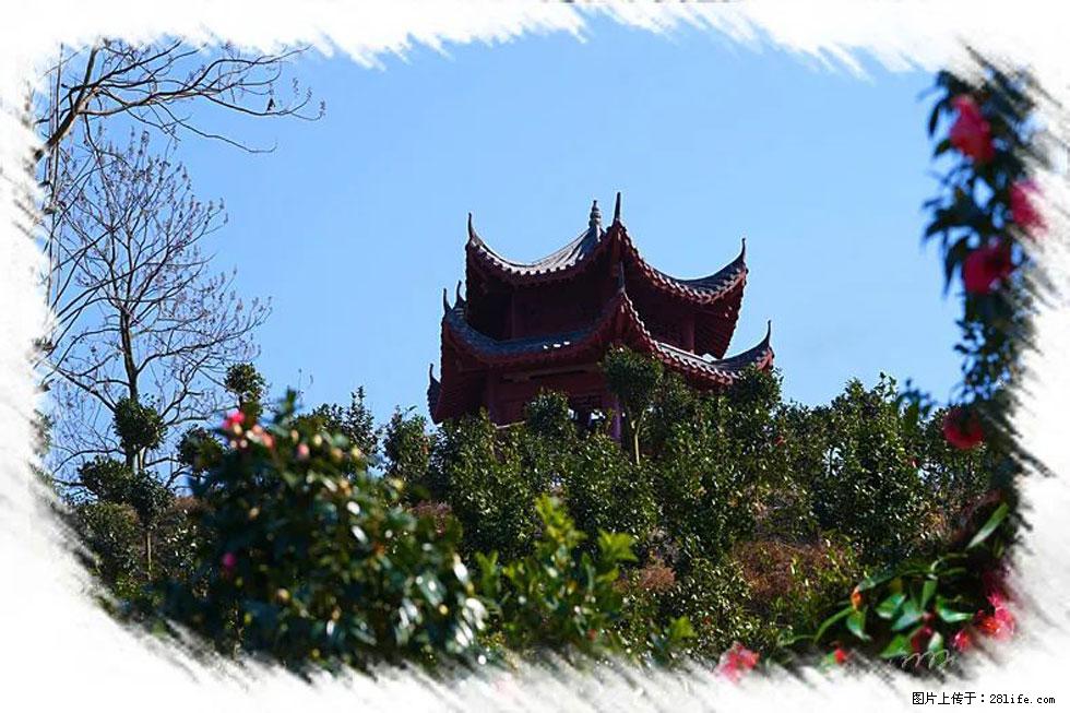 【春天，广西桂林灌阳县向您发出邀请！】杨柳井茶花惹人爱 - 游山玩水 - 衡水生活社区 - 衡水28生活网 hs.28life.net