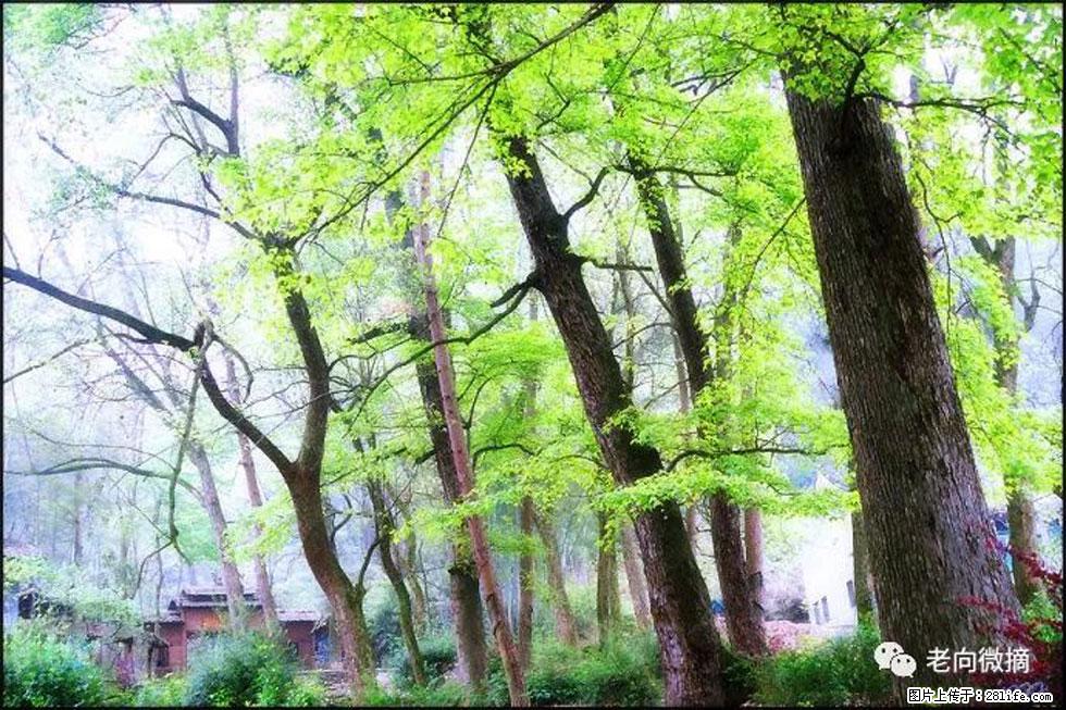 【春天，广西桂林灌阳县向您发出邀请！】在小龙村与春天约会 - 游山玩水 - 衡水生活社区 - 衡水28生活网 hs.28life.net