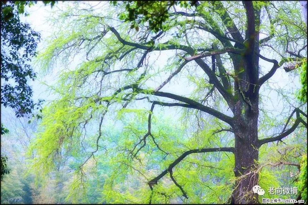 【春天，广西桂林灌阳县向您发出邀请！】在小龙村与春天约会 - 游山玩水 - 衡水生活社区 - 衡水28生活网 hs.28life.net
