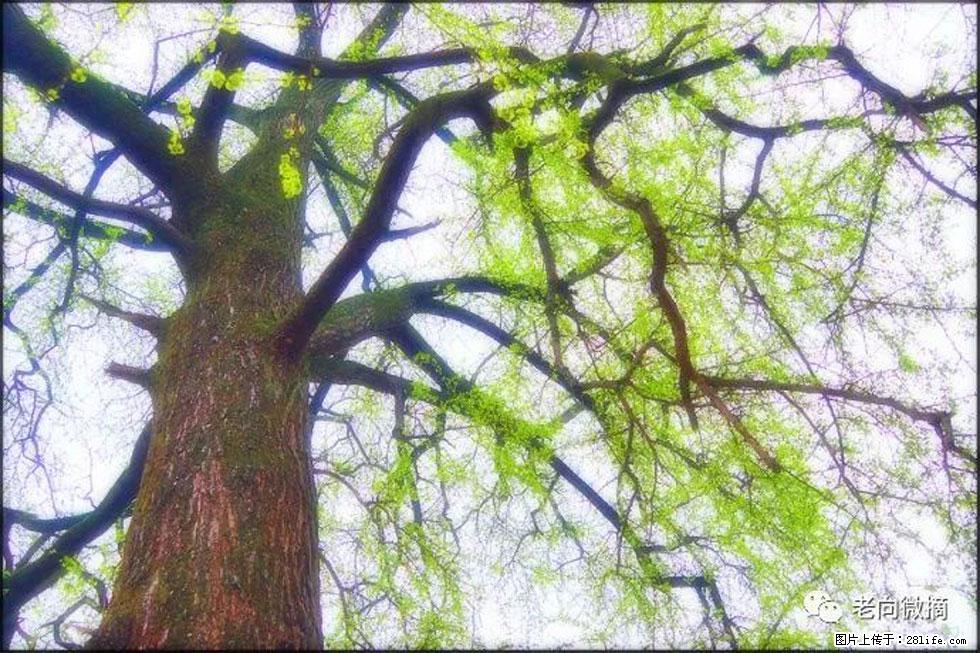 【春天，广西桂林灌阳县向您发出邀请！】在小龙村与春天约会 - 游山玩水 - 衡水生活社区 - 衡水28生活网 hs.28life.net