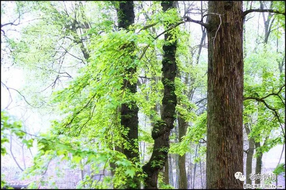 【春天，广西桂林灌阳县向您发出邀请！】在小龙村与春天约会 - 游山玩水 - 衡水生活社区 - 衡水28生活网 hs.28life.net