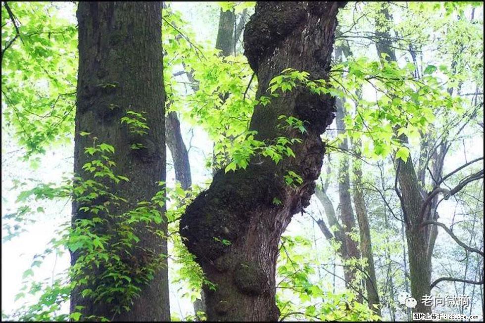 【春天，广西桂林灌阳县向您发出邀请！】在小龙村与春天约会 - 游山玩水 - 衡水生活社区 - 衡水28生活网 hs.28life.net