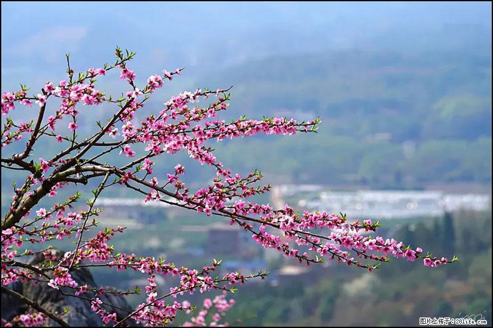 【春天，广西桂林灌阳县向您发出邀请！】望月岭上桃花开 - 游山玩水 - 衡水生活社区 - 衡水28生活网 hs.28life.net