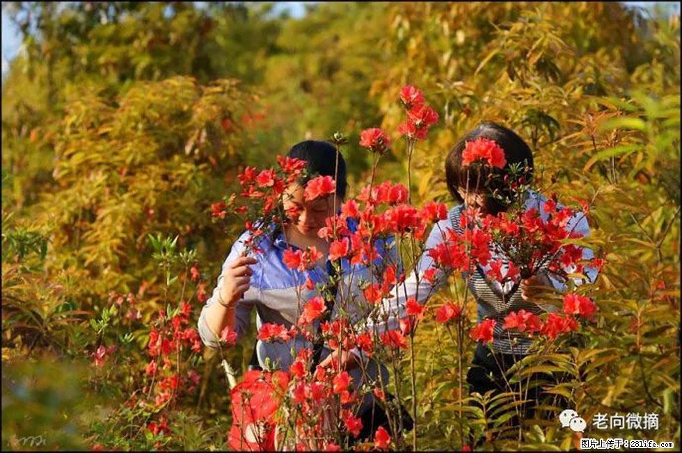 【春天，广西桂林灌阳县向您发出邀请！】登麒麟山，相约映山红 - 游山玩水 - 衡水生活社区 - 衡水28生活网 hs.28life.net