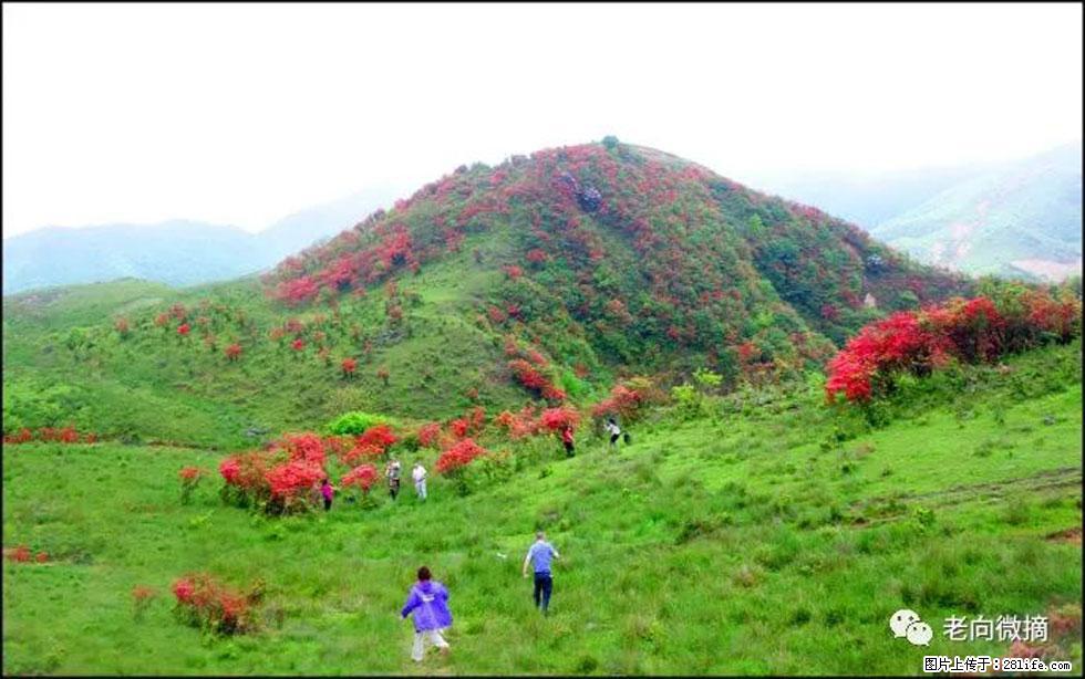 【春天，广西桂林灌阳县向您发出邀请！】宝盖山上映山红 - 游山玩水 - 衡水生活社区 - 衡水28生活网 hs.28life.net