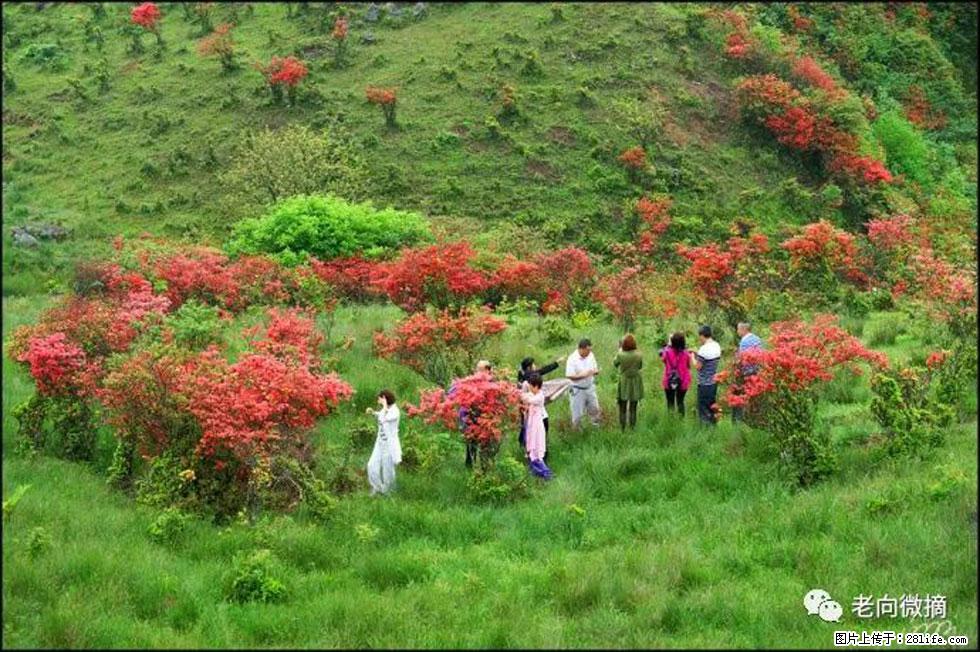 【春天，广西桂林灌阳县向您发出邀请！】宝盖山上映山红 - 游山玩水 - 衡水生活社区 - 衡水28生活网 hs.28life.net