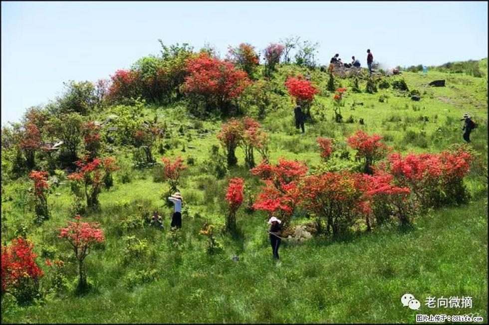 【春天，广西桂林灌阳县向您发出邀请！】宝盖山上映山红 - 游山玩水 - 衡水生活社区 - 衡水28生活网 hs.28life.net