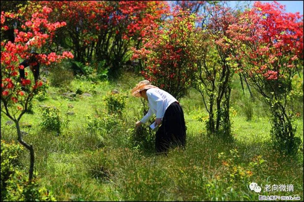 【春天，广西桂林灌阳县向您发出邀请！】宝盖山上映山红 - 游山玩水 - 衡水生活社区 - 衡水28生活网 hs.28life.net