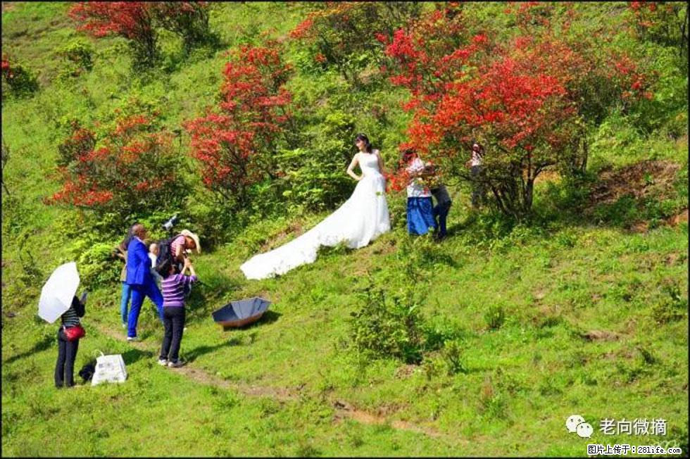 【春天，广西桂林灌阳县向您发出邀请！】宝盖山上映山红 - 游山玩水 - 衡水生活社区 - 衡水28生活网 hs.28life.net