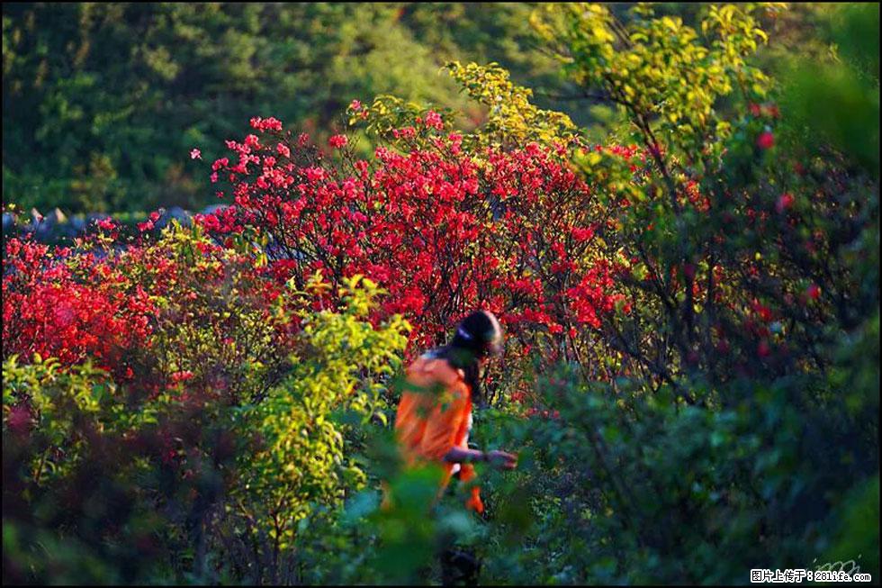 【春天，广西桂林灌阳县向您发出邀请！】春木界上映山红 - 游山玩水 - 衡水生活社区 - 衡水28生活网 hs.28life.net