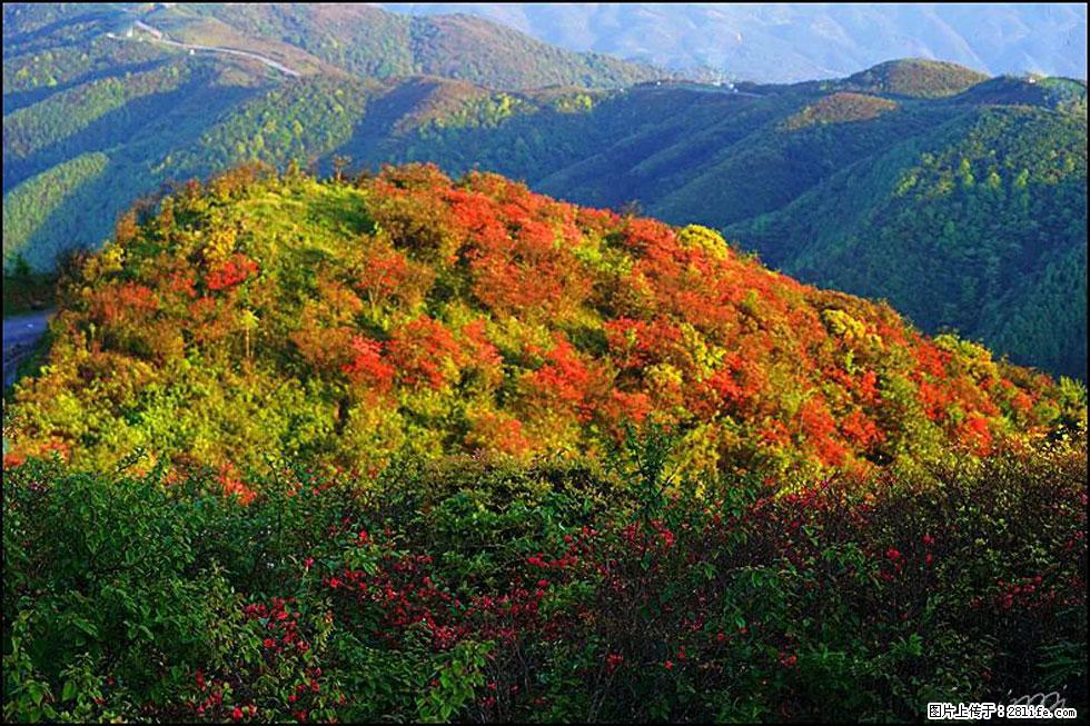 【春天，广西桂林灌阳县向您发出邀请！】春木界上映山红 - 游山玩水 - 衡水生活社区 - 衡水28生活网 hs.28life.net