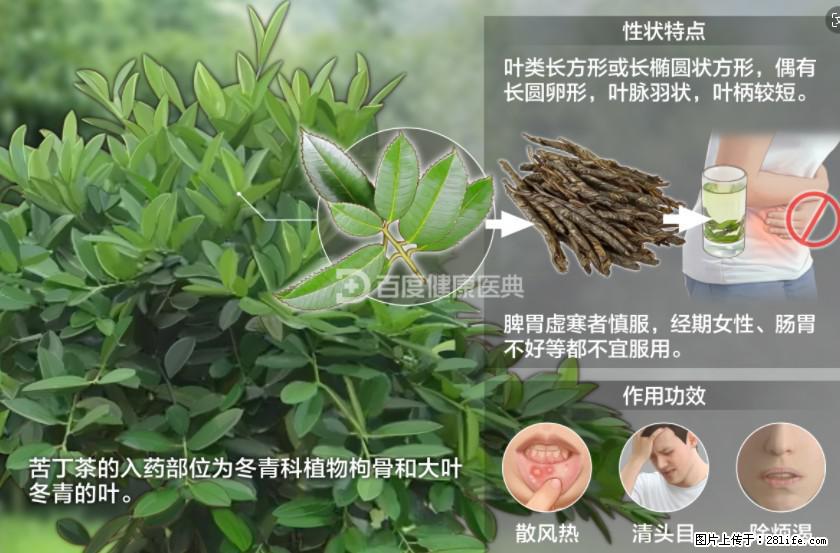 苦丁茶有哪些功效和作用 - 生活百科 - 衡水生活社区 - 衡水28生活网 hs.28life.net