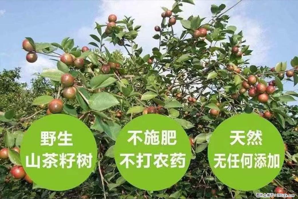 【灌阳县油茶产业示范区】一个有着充实的精神生活的人，对待身外之物自会有一种淡泊的态度 - 土特产 - 饮食特产 - 衡水分类信息 - 衡水28生活网 hs.28life.net