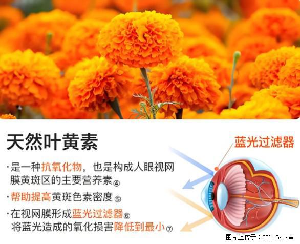 叶黄素有什么功效和作用 - 生活百科 - 衡水生活社区 - 衡水28生活网 hs.28life.net