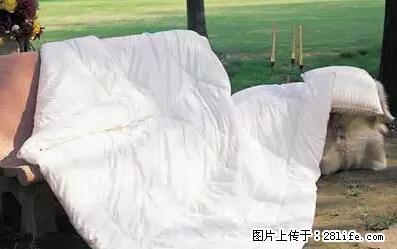 被子有异味？只要这样做，比晒太阳还强100倍！ - 家居生活 - 衡水生活社区 - 衡水28生活网 hs.28life.net