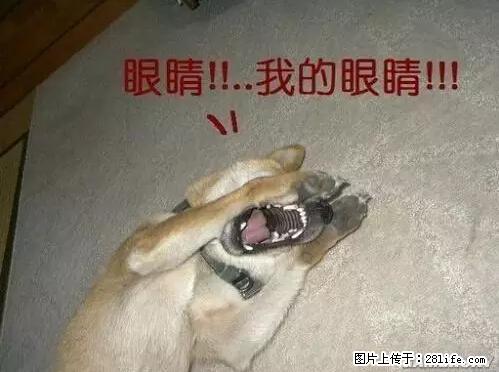 笑癫了！一女的怀孕三年未生，他终于忍不住了... - 娱乐八卦 - 衡水生活社区 - 衡水28生活网 hs.28life.net