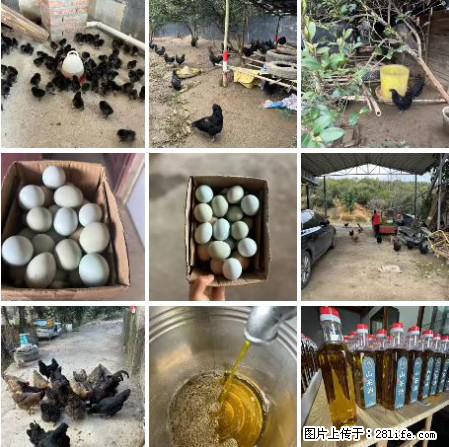 油茶园从小鸡仔开始养起的纯土鸡、土鸡蛋可以预定啦！还有前几天刚榨的纯山茶油哦 - 土特产 - 饮食特产 - 衡水分类信息 - 衡水28生活网 hs.28life.net