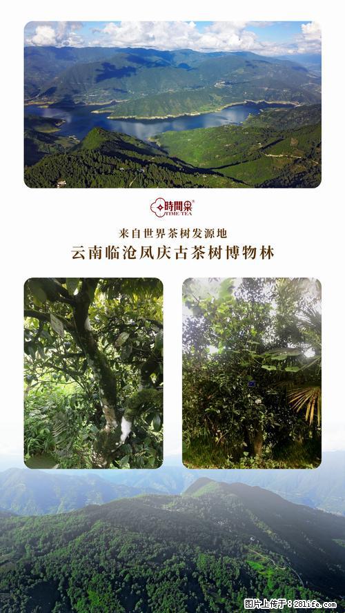 时间果百年古树2025年春红茶 - 购物交流 - 衡水生活社区 - 衡水28生活网 hs.28life.net