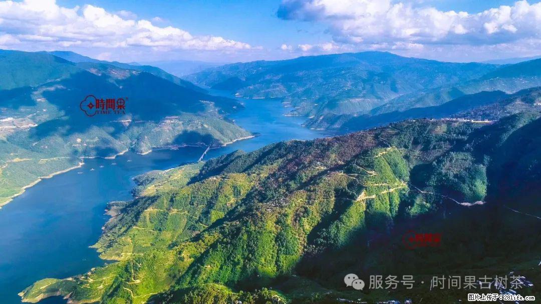 时间果百年古树龙珠普洱生茶 - 购物交流 - 衡水生活社区 - 衡水28生活网 hs.28life.net