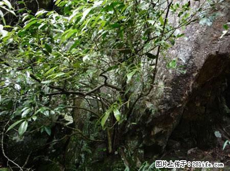 平乐石崖茶，珍贵仅次于金花茶 - 衡水生活资讯 - 衡水28生活网 hs.28life.net