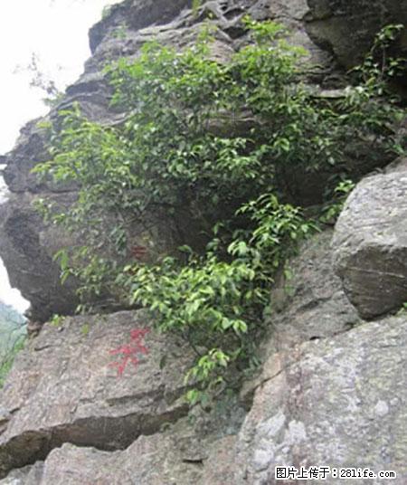 平乐石崖茶，珍贵仅次于金花茶 - 衡水生活资讯 - 衡水28生活网 hs.28life.net