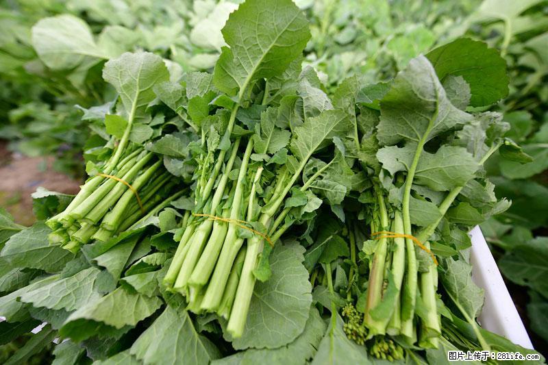 这些蔬菜是“天然钙片”，这6种被医生重点推荐 - 衡水生活资讯 - 衡水28生活网 hs.28life.net